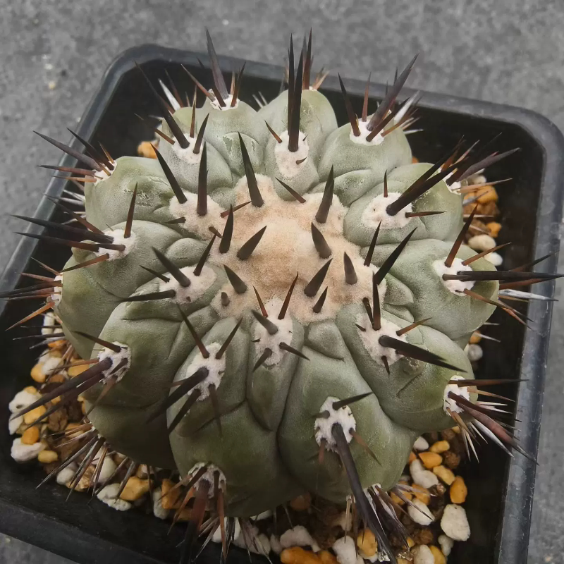 短豪刺黑王丸蜡质丰厚仙人球沙生桌面植物带盆发一物一拍6/9