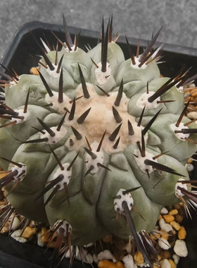 短豪刺黑王丸蜡质丰厚仙人球沙生桌面植物带盆发一物一拍6/9