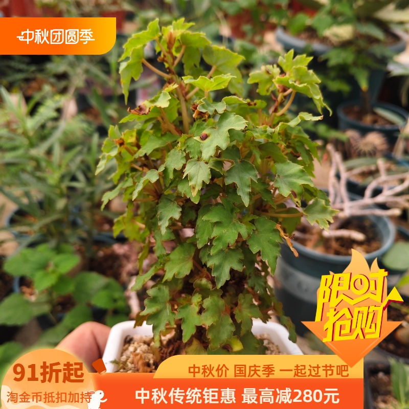 开普敦秋海棠块根型潮流秋海棠桌面绿植一物一拍稀有品种6/24