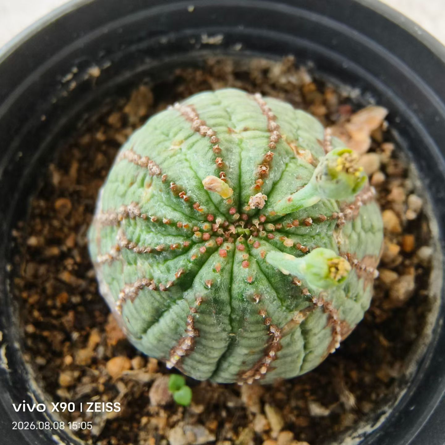 拉链布纹球大戟科懒人潮流块根植物室内盆栽多肉一物一拍8/8