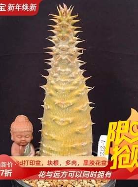 巴洛尼黄皮棒棰树属A-2723块根植物潮流一物一拍室内盆栽包邮11/4