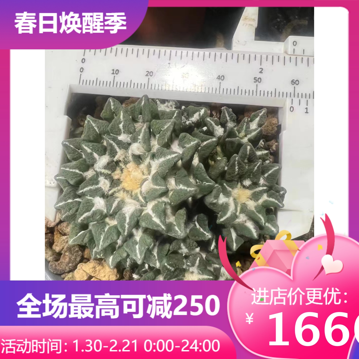 11/11黑牡丹四头群生，自根小萝卜岩牡丹属植物一物一拍懒人绿植