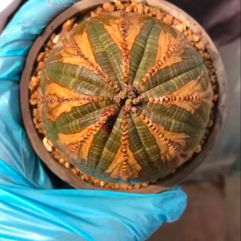 欧系布纹球花瓣顶，箭头拉链大戟科稀有沙生绿植一物一拍3/11