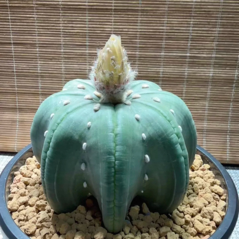 实生琉璃指纹海星兜泰系输棱间肌肉9.7CM块根懒人一物一拍多肉4/6