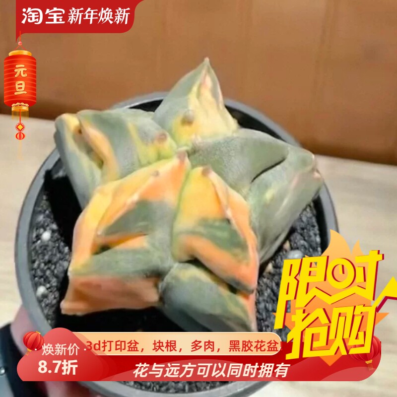 日系角疣锦鸾凤玉大型矮趴星球属仙人球潮流懒人沙生一物一拍2/10