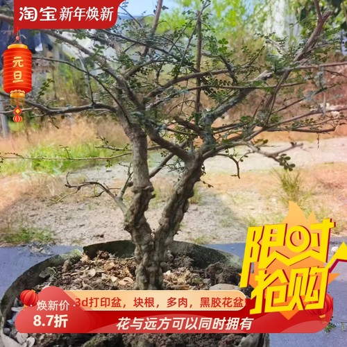 实生爆满瘤列加漆树，堪比象足漆树双头株多肉一物一拍包邮9/16