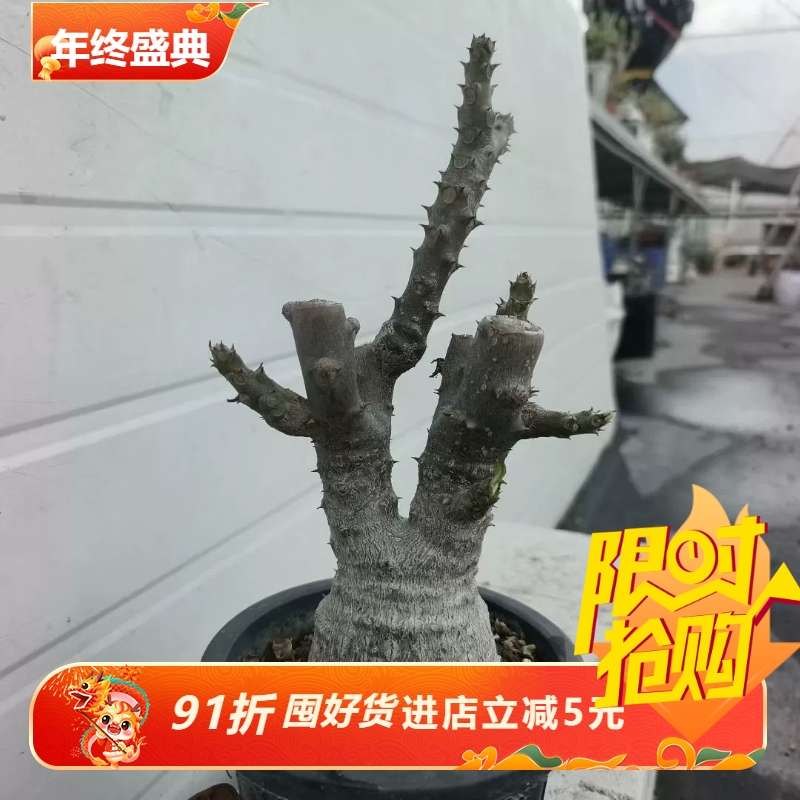 温莎瓶干肚子很圆的一颗棒棰树属块根绿植桌面一物一拍多肉11/22