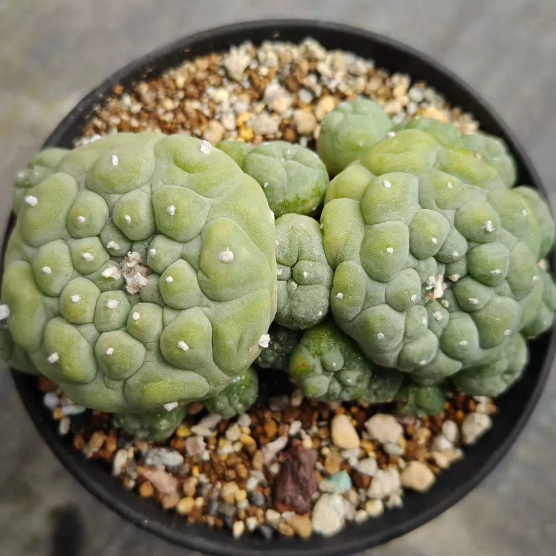 小疣银群生，实生多年潮流懒人 仙人球沙生桌面一物一拍多肉11/23