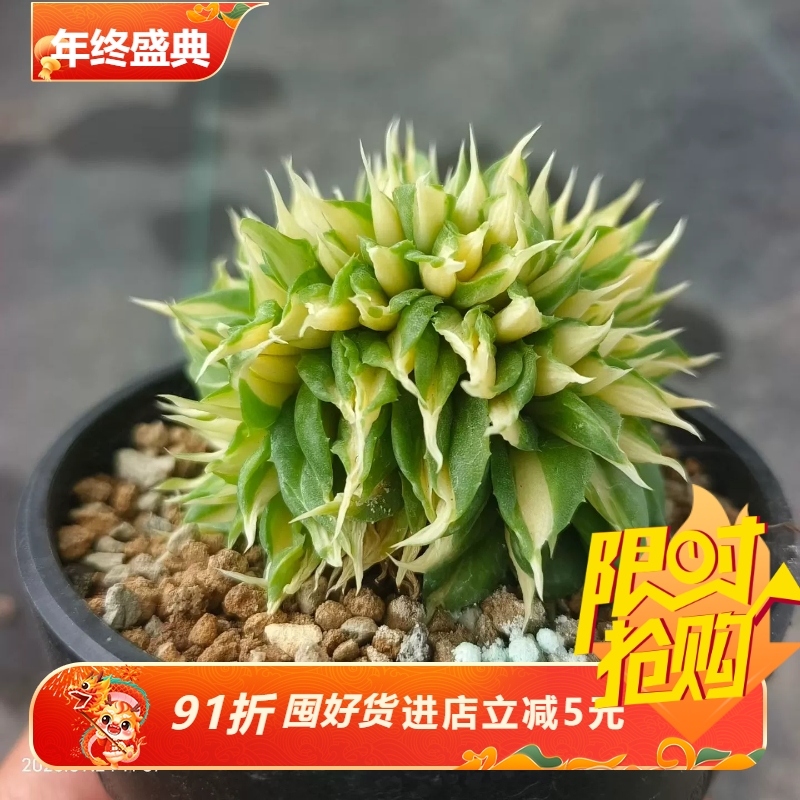 王妃雷神缀化龙舌兰室内盆栽稀有品种多肉一物一拍包邮9/24