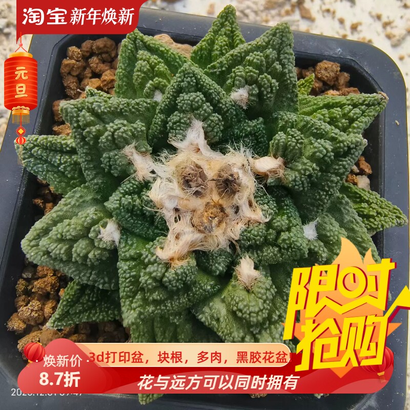 实生宽疣辛顿牡丹。潮流根系好仙人球室内盆栽稀有多肉包邮12/1