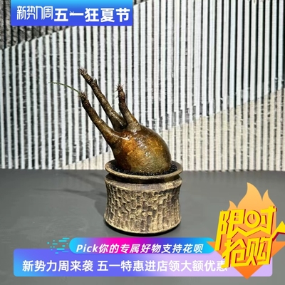 风吹式象芽宫油画风皮色6.2CM块根多肉一物一拍稀有品种包邮5/13