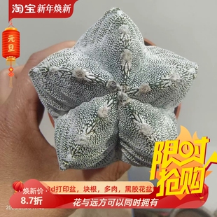 龟甲恩冢鸾凤玉。自根株仙人球稀有品种辐射室内盆栽择优发1/18