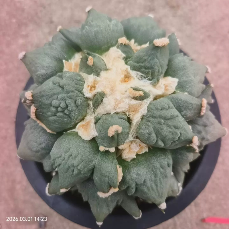 三指疣丸叶怒涛牡丹自根桌面仙人球稀有沙生绿植一物一拍3/3