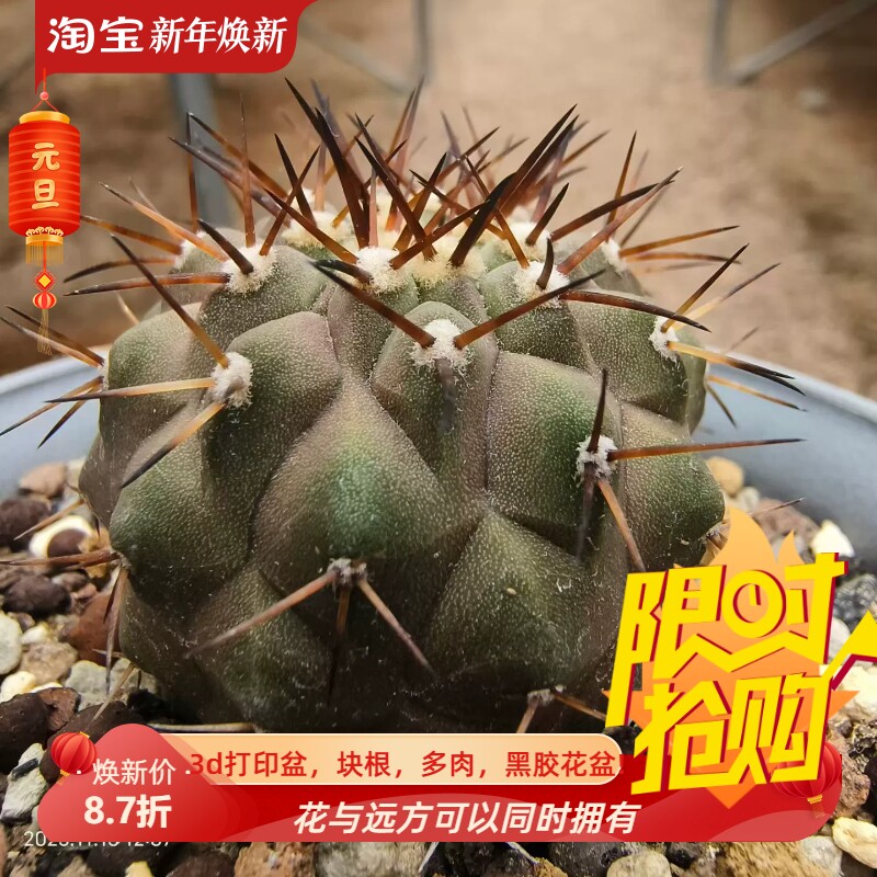 混血龙爪球短金棕有黑王基因4.8cm仙人球多肉一物一拍包邮11/13