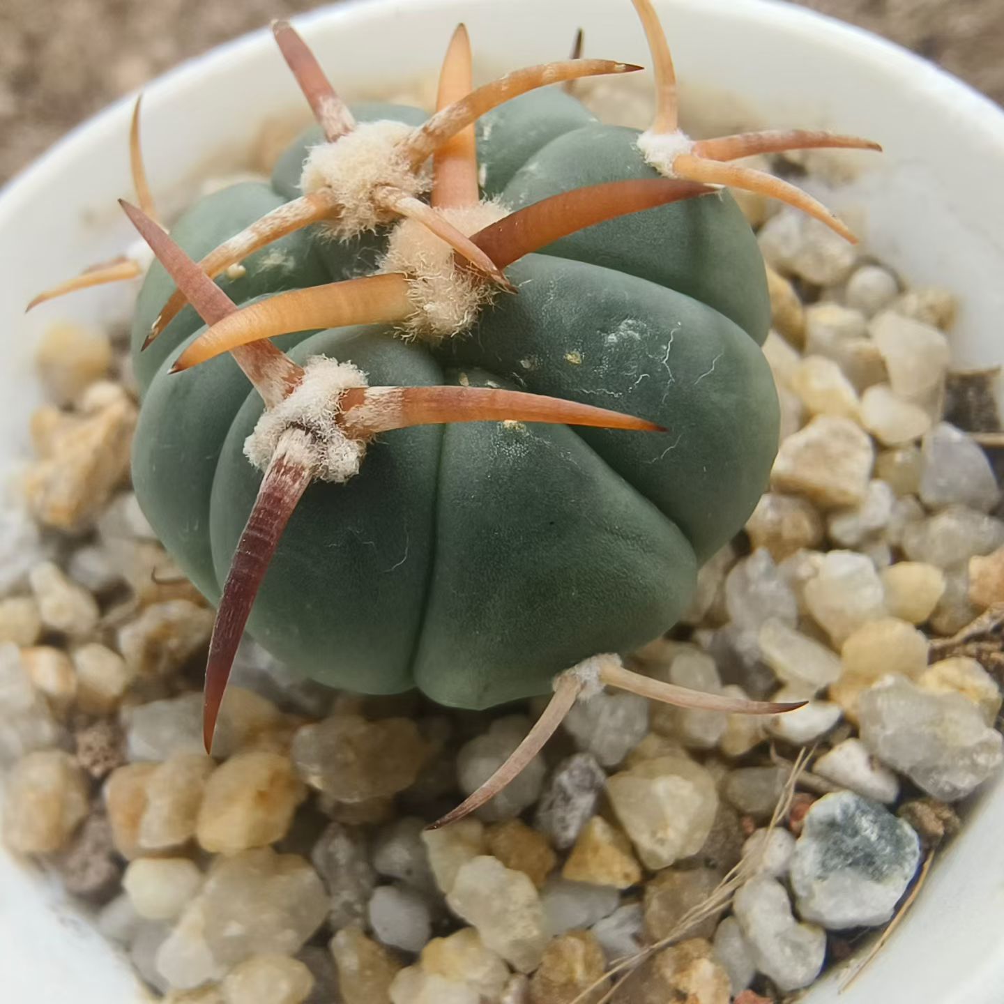 输入品实生白刺翠平丸仙人球沙生桌面植物带盆发一物一拍6/15