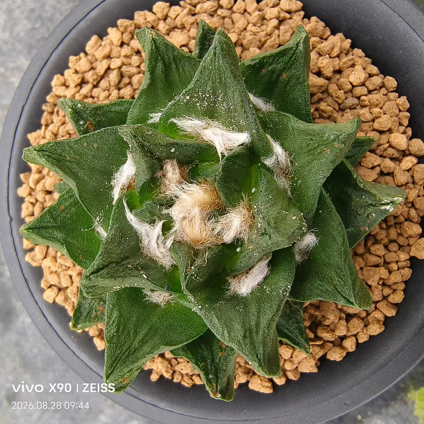 自根短疣龙角牡丹潮流植物室内盆栽多肉一物一拍包邮8/28