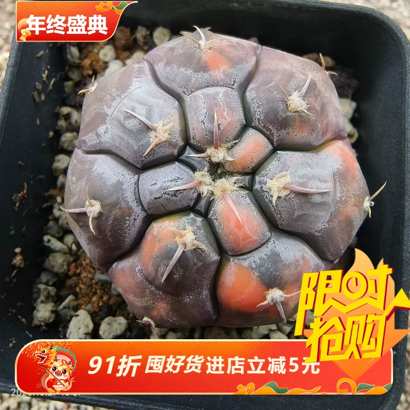 实生铅皮锦裸萼球属稀有潮流仙人球内盆栽多肉一物一拍包邮10/27