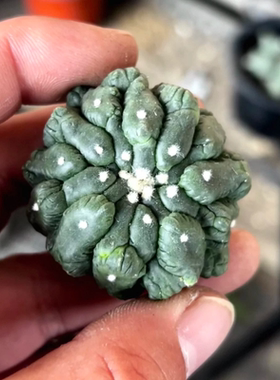 实生悟空兜/14星球属仙人球潮流懒人稀有绿植一物一拍多肉4/6