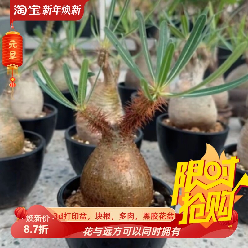 6.8CM,熟桩象牙宫棒棰树属块根油亮一物一拍室内盆栽多肉10/15