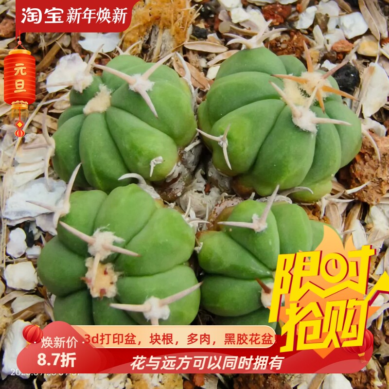 实生四头群生短刺白刺翠平丸仙人球稀有品种多肉一物一拍包邮9/25