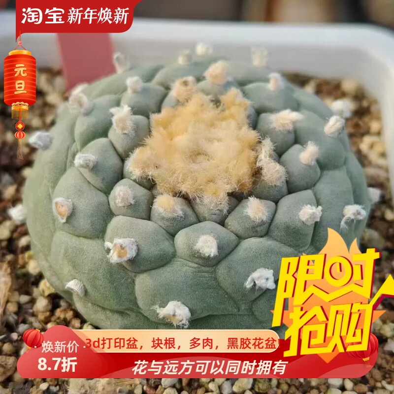 实生小疣螺旋疣潮流无刺草球仙人球室内盆栽多肉一物一拍8/16