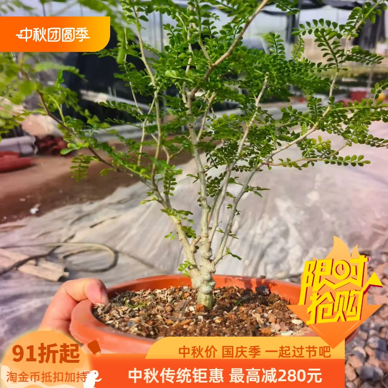 爆根巨瘤象足漆树苗，根粗接近2cn植物潮流多肉一物一拍8/30