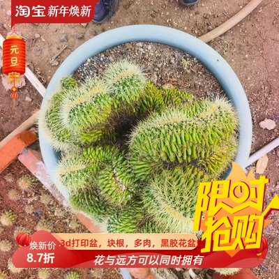 实生金琥缀化，大群生仙人球桌面绿植沙生小众一物一拍多肉1/5