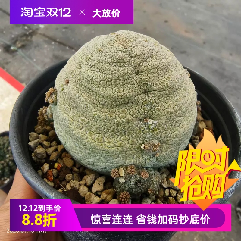 巨大凝蹄玉圆溜溜萝藦科块根植物大戟科多肉一物一拍多肉包邮9/15