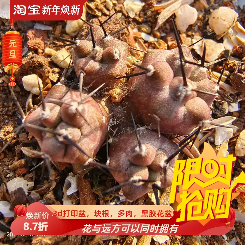 自然群生4头黑王丸 龙爪球属仙人球室内盆栽多肉一物一拍8/12