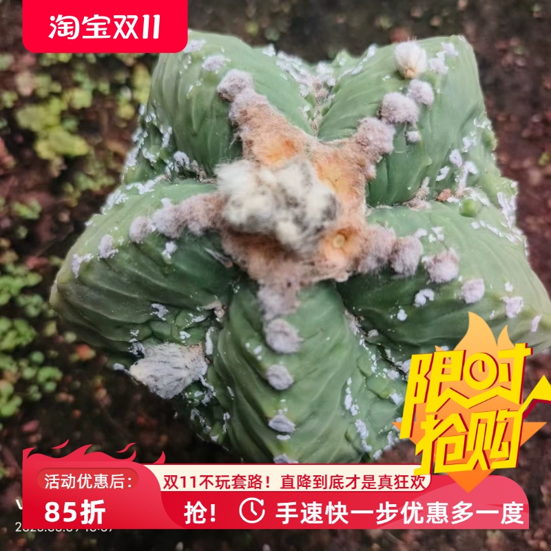 龟甲复隆核桃鸾凤玉纹理质感好星球属室内盆栽仙人球一物一拍6/9