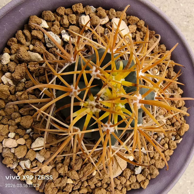 实生精养金冠龙潮流仙人球带盆发货稀有沙生绿植一物一拍3/17