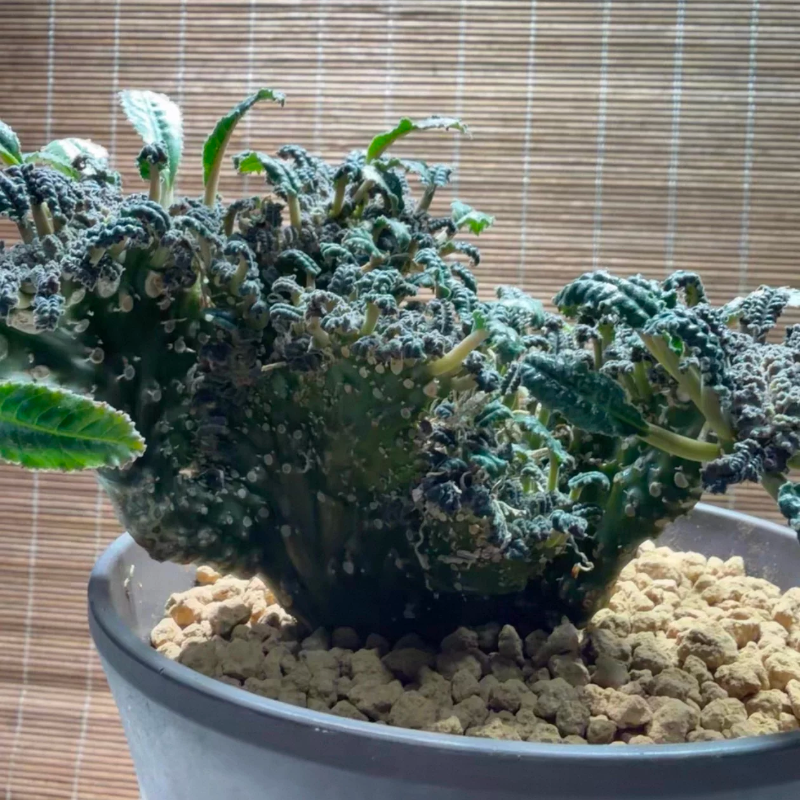 琉桑缀化,块根植物,实生母本上切片分株块根多肉一物一拍6/26
