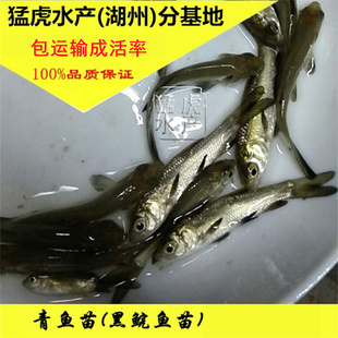 优质淡水大青鱼苗螺丝混黑鲩鱼养殖四大家活体黑草鱼大型食用好养