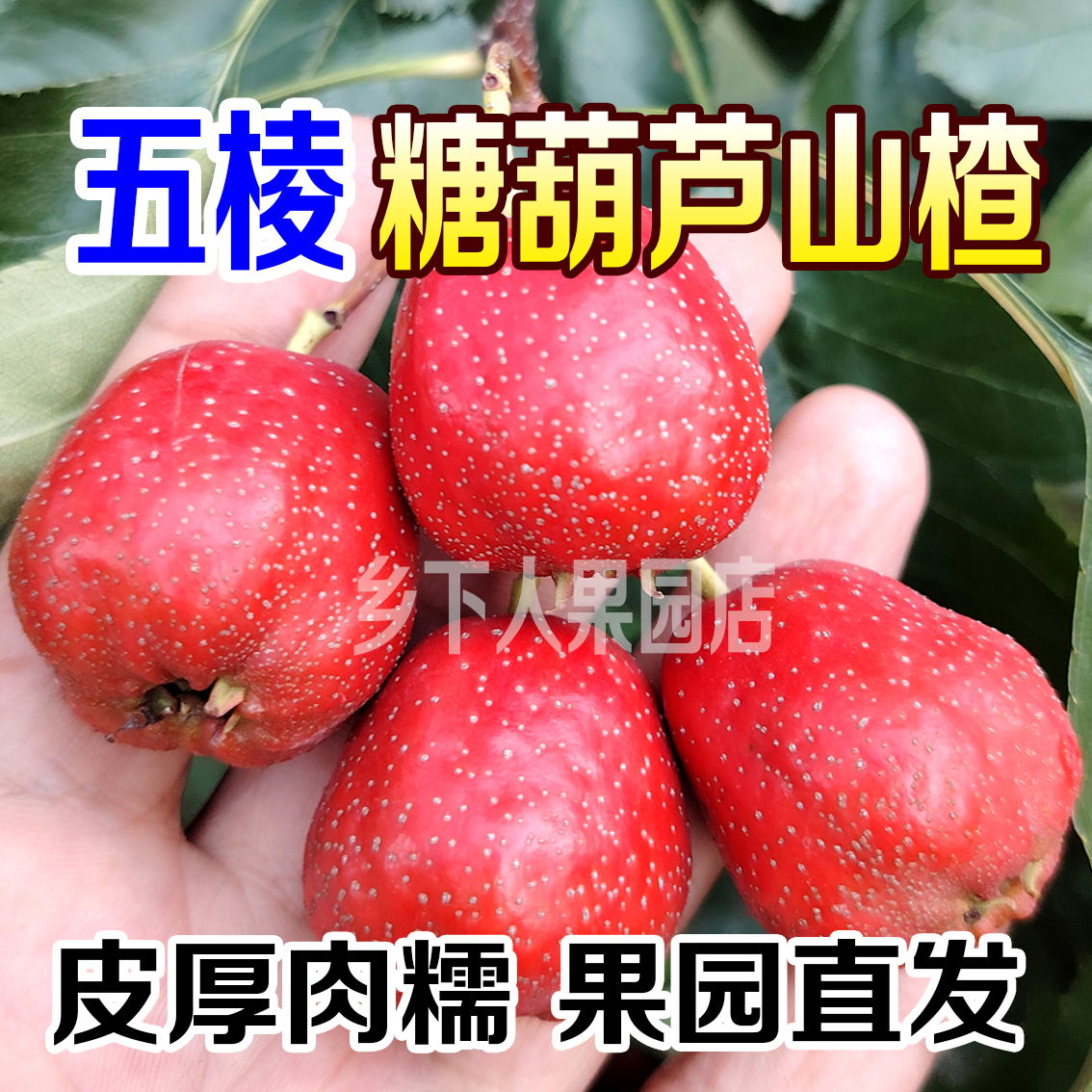 新鲜大五棱糖葫芦山楂冰糖葫芦