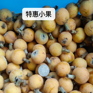 苏州西山青种枇杷小果