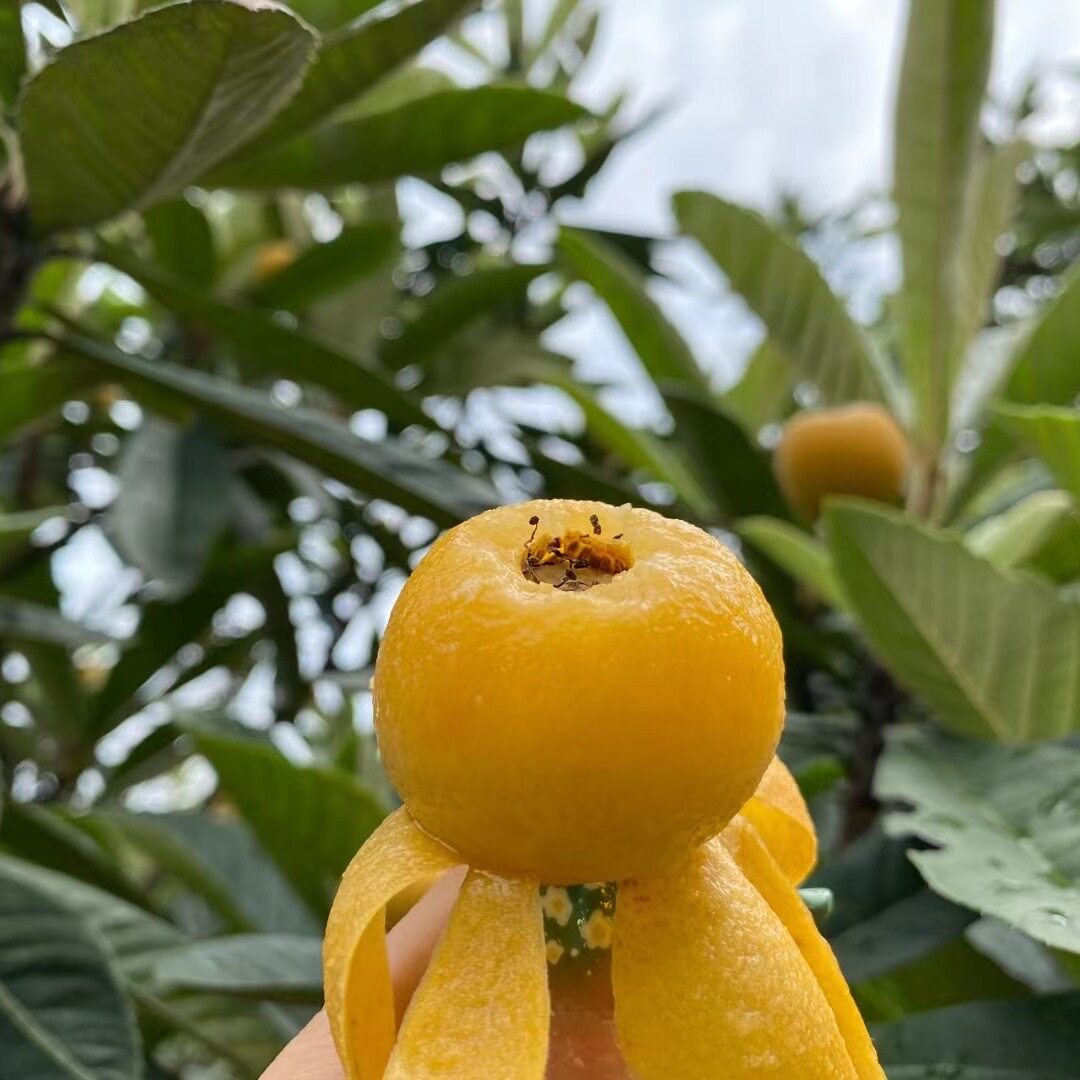 苏州西山青种枇杷