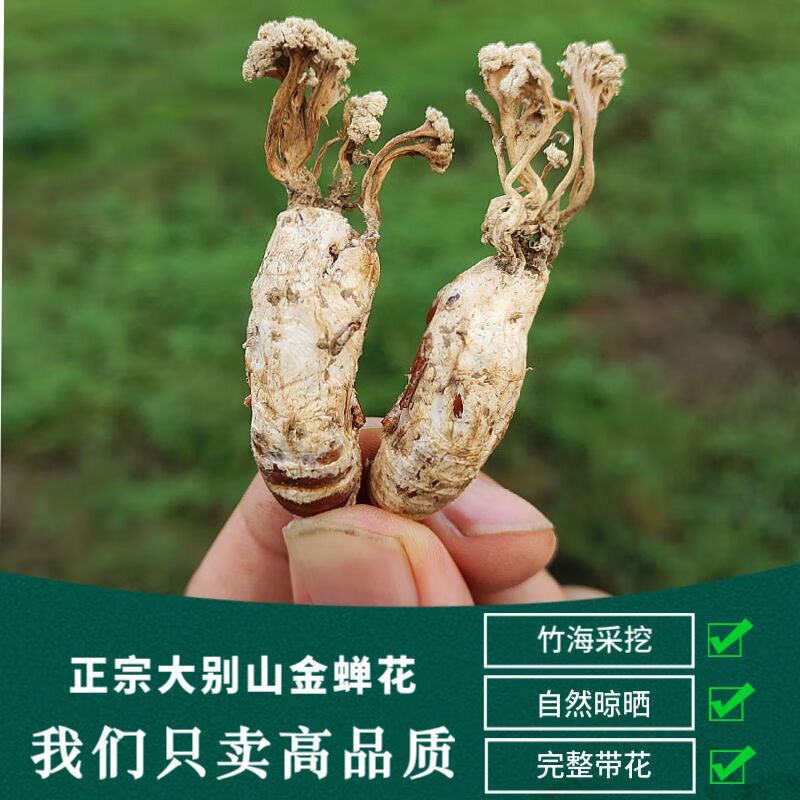 大别山野生金蝉花虫草花正品包邮金蝉花2026新鲜中药图片