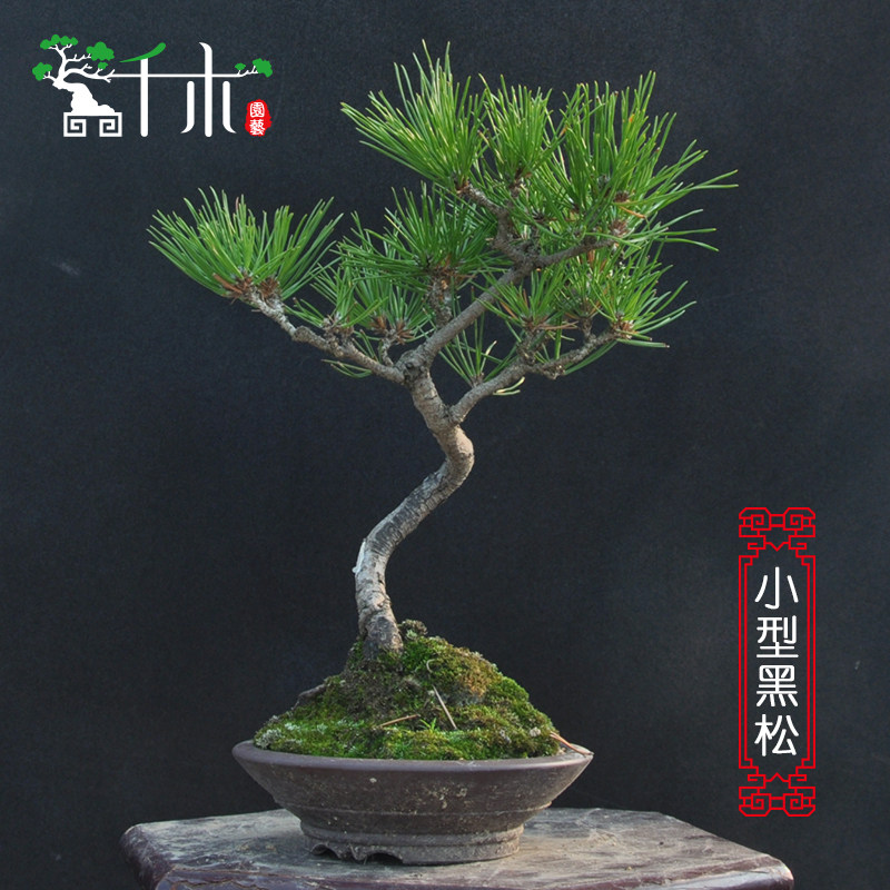 千木小型造型松树盆栽 办公室内黑松盆栽 桌面黑松盆景绿植送人礼|msdalam kategori penghantaran bunga/bunga simulasi/tumbuhan berkebun, bunga/Tumbuh-tumbuhan tumbuh-tumbuhan pasu (baru), tumbuh-tumbuhan hijau - dari Buy2taobao.com untuk memberikan perkhidmatan ejen Taobao profesional membeli