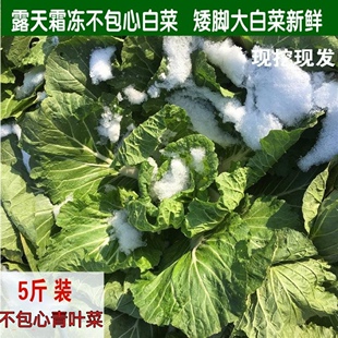 湖北襄阳本地露天霜冻矮脚青叶白菜新鲜不卷心现摘现发五斤包邮