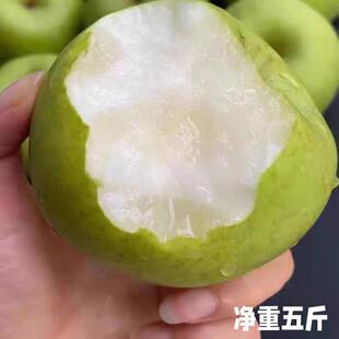 脆冠青皮梨新鲜采摘皮薄核小细腻无渣净重五斤脆甜多汁