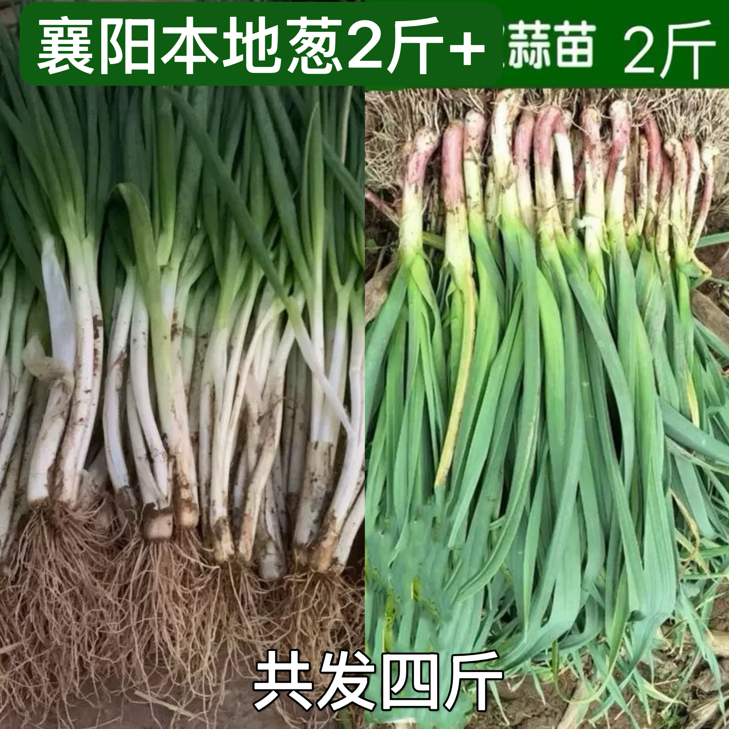 红皮小蒜苗+葱各一半