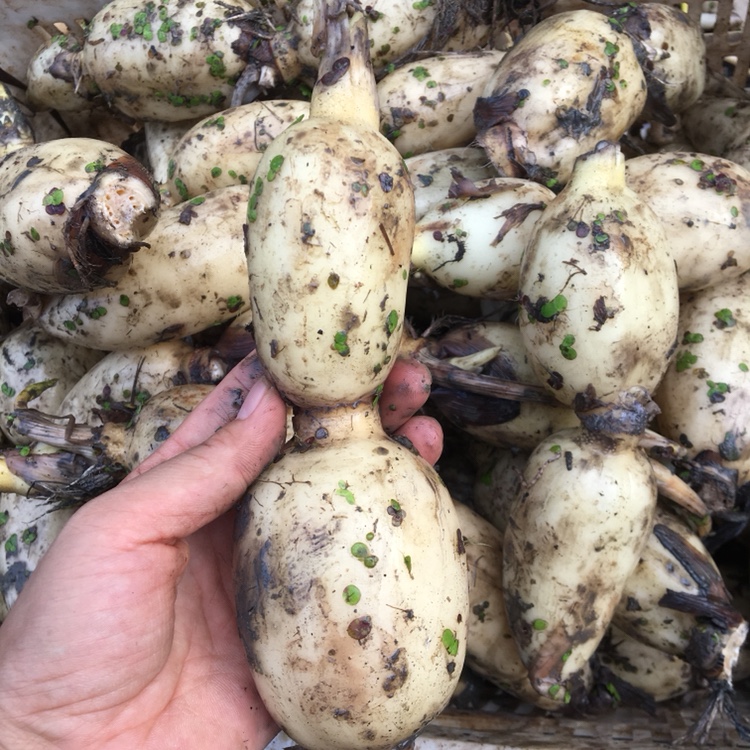 【脆嫩甜藕头】清炒小藕脆藕湖北嫩藕新鲜泥巴藕不漂白天然新鲜