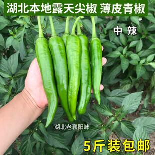 薄皮尖辣椒中辣农家自种尖椒新鲜露天农家肥