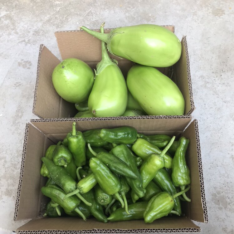 薄皮微辣露天土辣椒2斤+青茄子新鲜3斤共发5斤