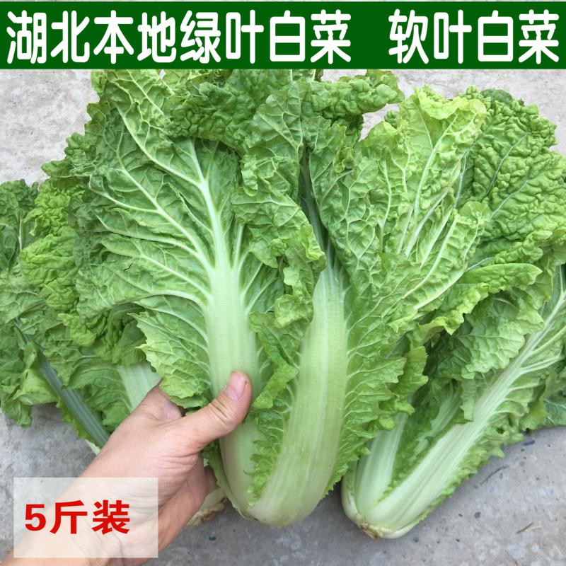 露天软叶白菜毛白菜新鲜本地青菜绿叶菜白菜新鲜软甜糯