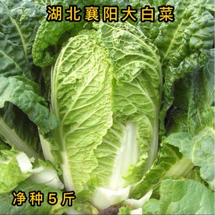 湖北襄阳新鲜露天大白菜天然当天砍 5斤装