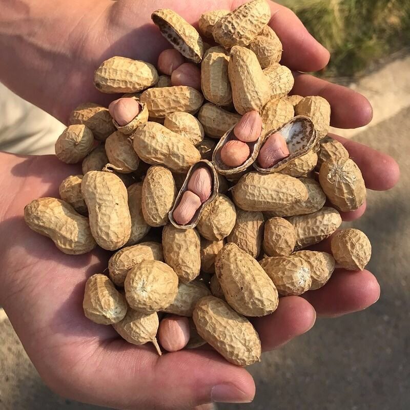 2021年新干生花生带壳晒干花生传统品种非高产生花生米干花生米