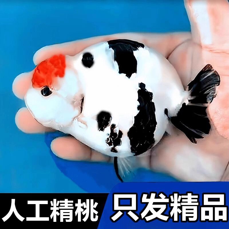 大型兰寿金鱼观赏鱼苗耐活冷水热带活体宠物小型淡水好养锦鲤草金