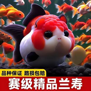 大型兰寿金鱼观赏鱼苗耐活冷水热带活体小型淡水好养精品蓝瘦赛级