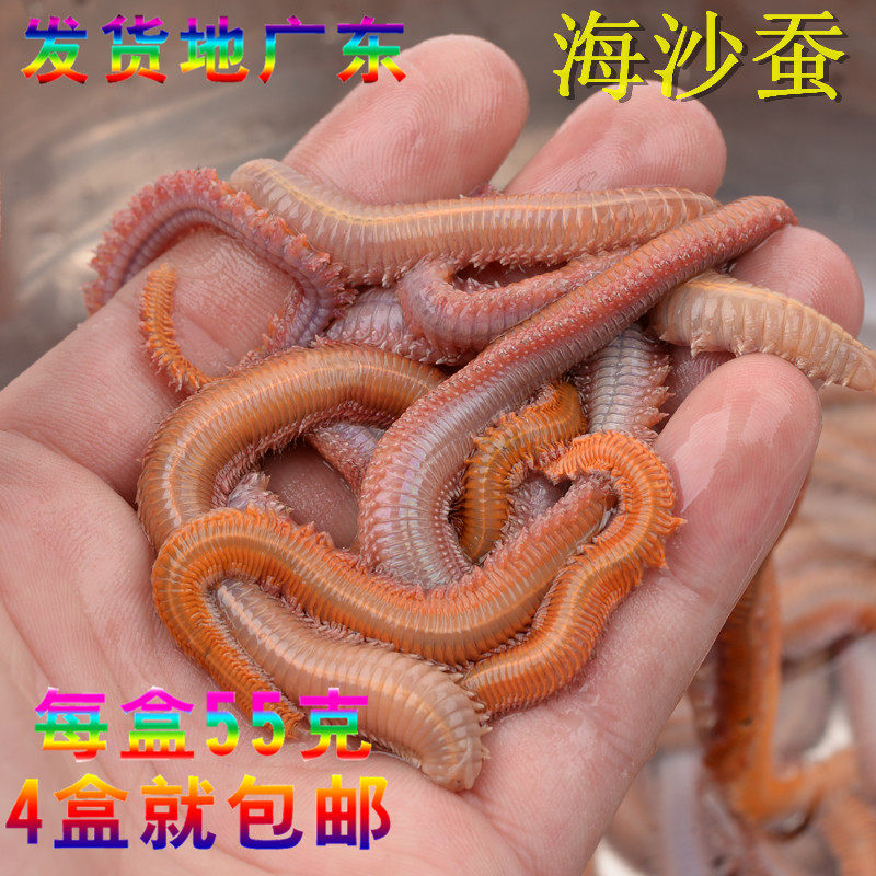 青虫沙蚕船钓海钓活饵鲈鱼